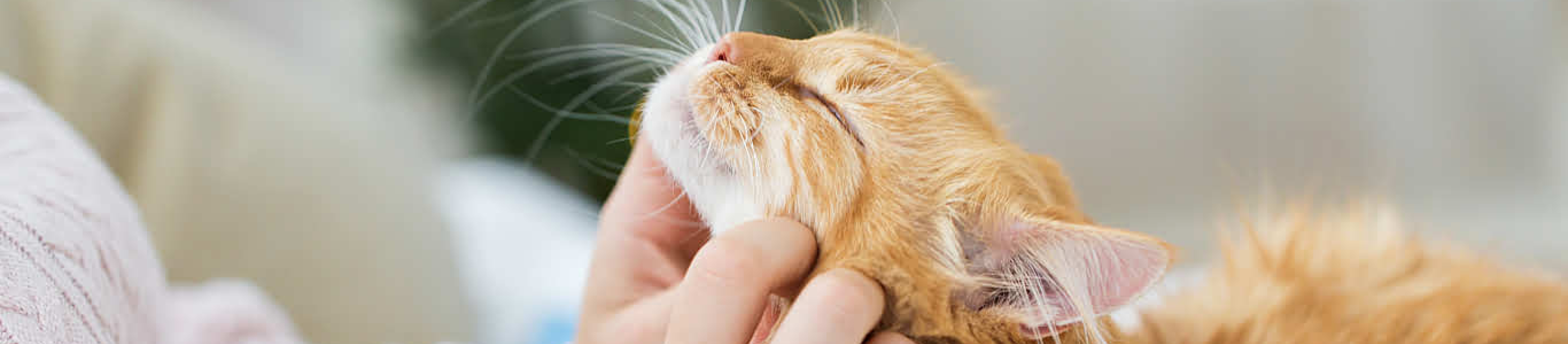 Orange cat with owner stroking whiskers